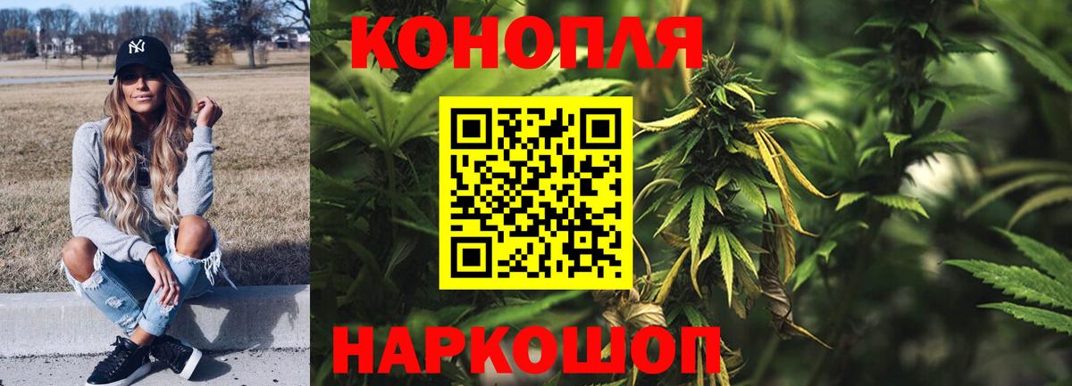 Конопля план Сунжа